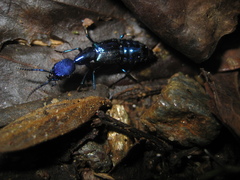 Plochionocerus