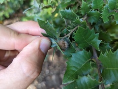 Disholandricus lasius