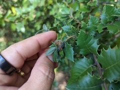 Disholandricus lasius