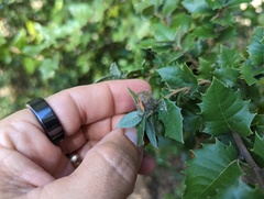 Disholandricus lasius