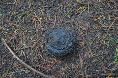 Lepista fibrosissima