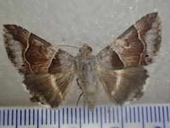 Grammodes diagarmma