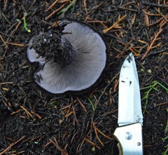 Lepista fibrosissima