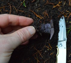 Lepista fibrosissima