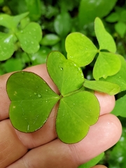Oxalis grandis