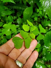 Oxalis grandis