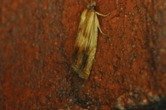 Eucosma umbrastriana