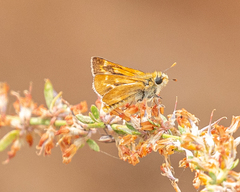 Ochlodes agricola