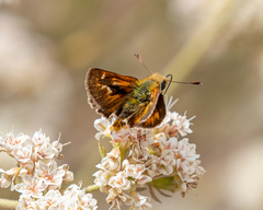 Ochlodes agricola