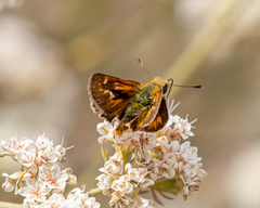 Ochlodes agricola