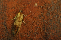Eucosma umbrastriana