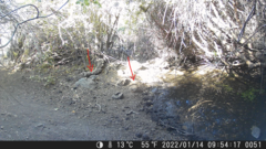 Nothoprocta perdicaria