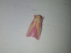 Hyparpax aurora