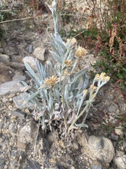 Achyrocline saturejoides