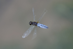 Lyriothemis pachygastra