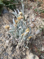 Achyrocline saturejoides