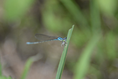 Aciagrion migratum