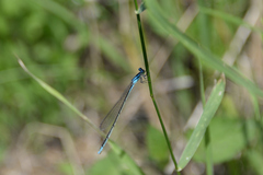 Aciagrion migratum
