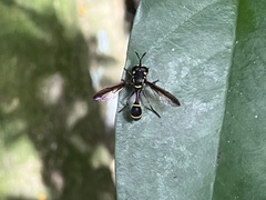 Monoceromyia similis