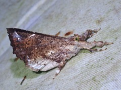 Masca abactalis