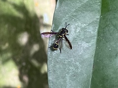 Monoceromyia similis