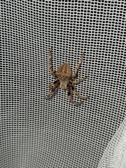 Araneus andrewsi