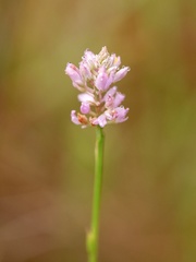 Polygala brevifolia