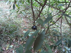 Peddiea africana