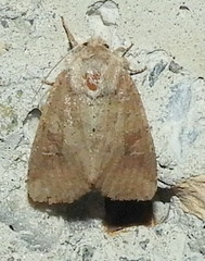 Crocigrapha