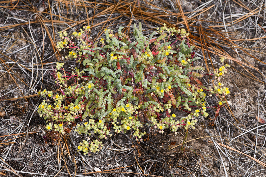ash creek ivesia