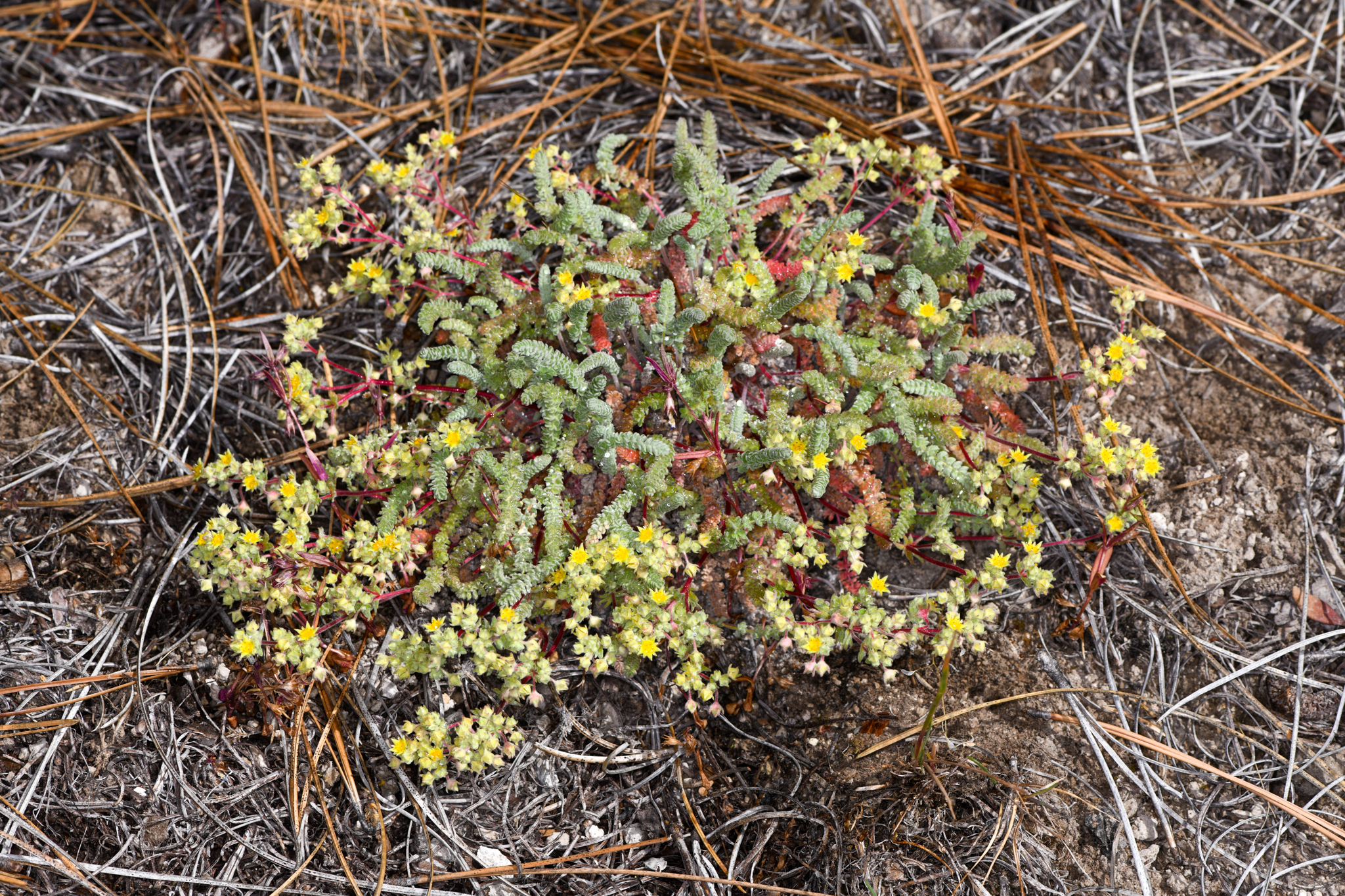 Ivesia paniculata