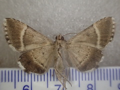 Grammodes diagarmma