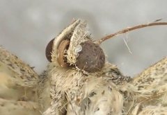 Grammodes diagarmma