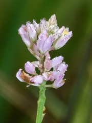 Polygala brevifolia