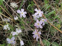 Phlox sibirica