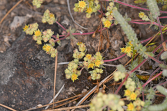 Ivesia paniculata