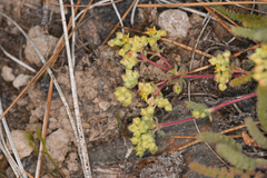 Ivesia paniculata