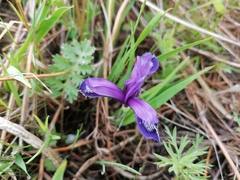 Iris uniflora