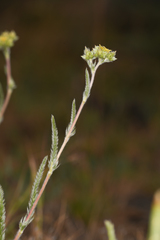 Ivesia aperta aperta