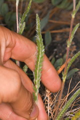 Ivesia aperta aperta