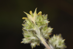 Ivesia aperta aperta