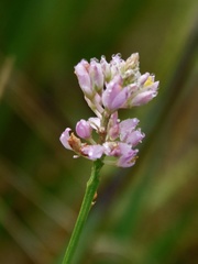Polygala brevifolia
