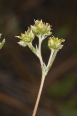 Ivesia aperta aperta
