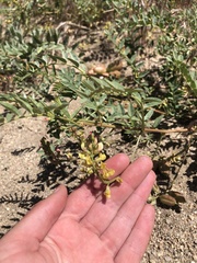 Astragalus douglasii