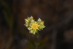 Ivesia aperta aperta