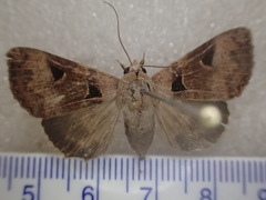 Avatha discolor