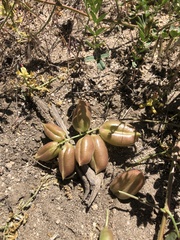 Astragalus douglasii