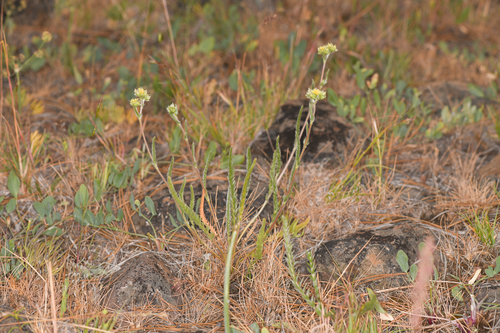 sierra valley ivesia (Ivesia aperta)