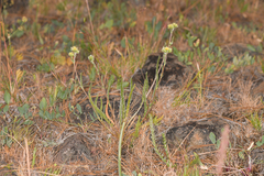 Ivesia aperta aperta