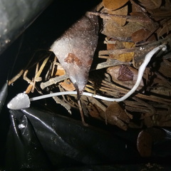 Fungi